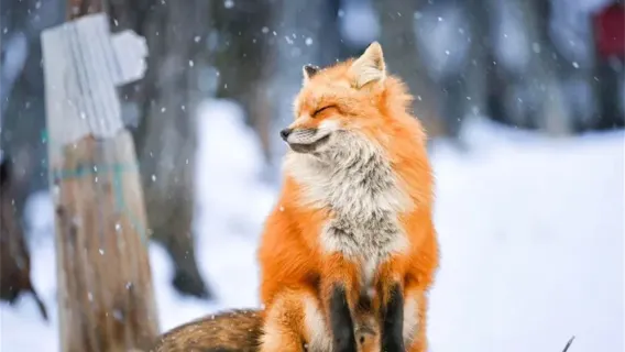 Zaō Fox Village & Ginzan Onsen 1-day tour - Step into the fairy tale world of Miyazaki