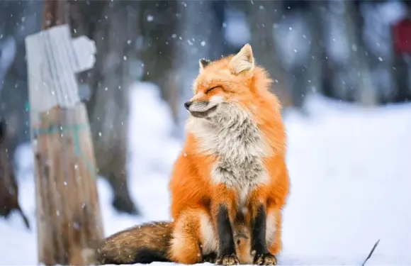 宮城藏王狐狸村&銀山小團一日遊 宮崎駿童話世界，千與千尋湯屋
