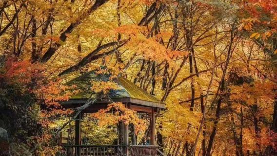 【汉中起止｜高铁站直达】光雾山门票+燕子岭索道+往返直通车