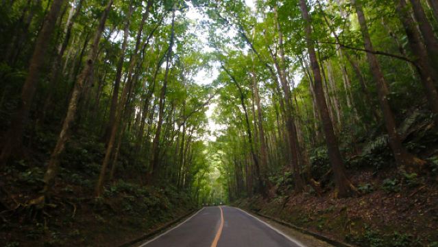 Bohol Island countryside tour: Chocolate Hills + Loboc River + Tarsiers + Church + Man-made Forest