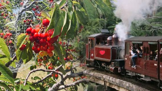 澳大利亞墨爾本蒸汽火車+櫻桃採摘一日遊【亞拉河谷/中文團】