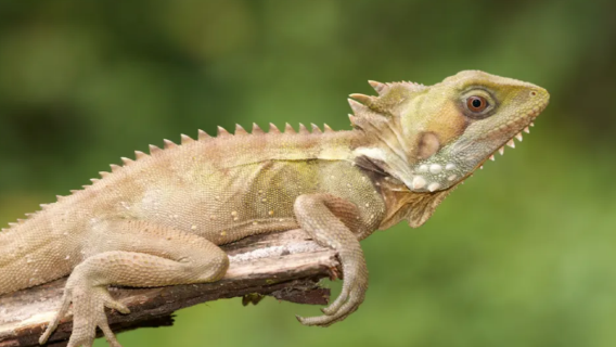 Cairns Kuranda Rainforest Experience (Including Transfers + Train + Cable Car + Amphibious Vehicle)