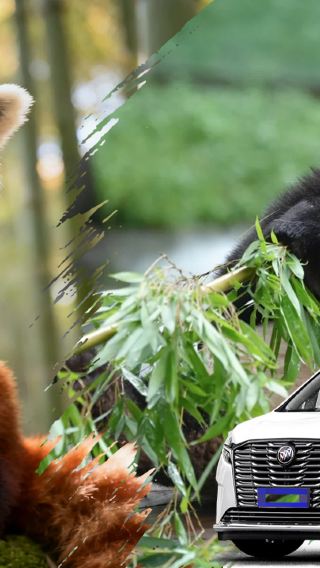 Chengdu panda valley + red panda park 1-day tour includes door-to-door pickup
