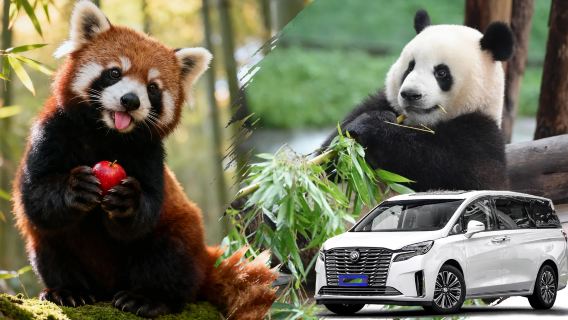 Tour privato con autista al Parco dei Panda di Dujiangyan e alla Foresta dei Piccoli Panda (partenza da Chengdu)