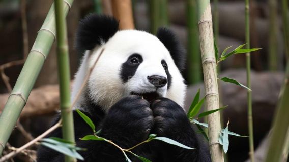 熊貓基地+杜甫草堂-武侯祠+錦里古街+寬窄巷子+春熙路-包車一日遊