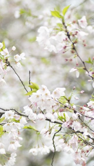 Explore Wuhan University Cherry Blossom Garden with a photographer for travel-shoot