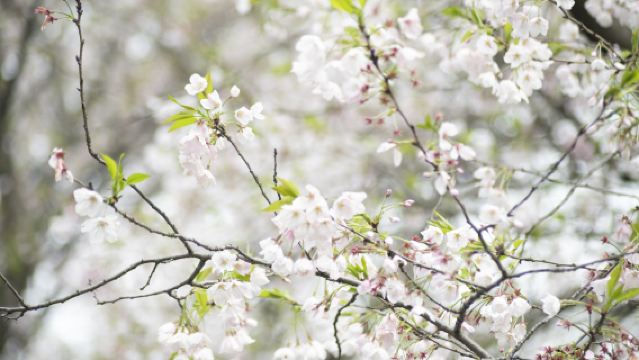 Explore Wuhan University Cherry Blossom Garden with a photographer for travel-shoot