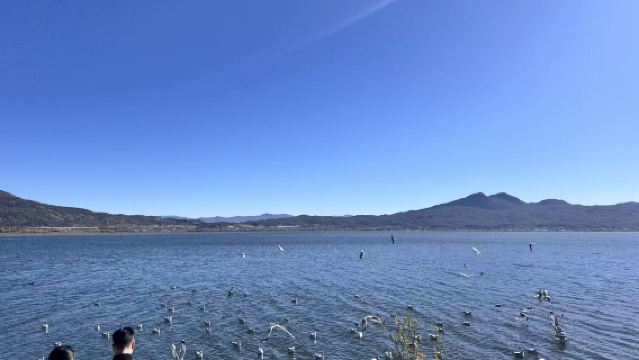 ลี่เจียง ถนนเก่าของลาชิไห่ชา ขี่ม้า + ชมนกอพยพ + อาหารกลางวัน + บริการรับ-ส่ง