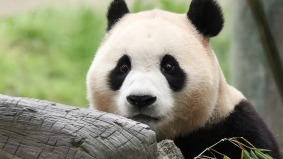 Passeio de 1 dia para o Vale dos Pandas + Dujiangyan + Zhongshuge (Livraria) + Ponte Nan "Lágrimas Azuis" com vista noturna
