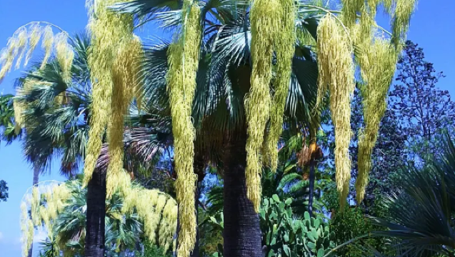 Barcelona Private Chartered Tour to Tossa de Mar and Blanes Mediterranean Garden