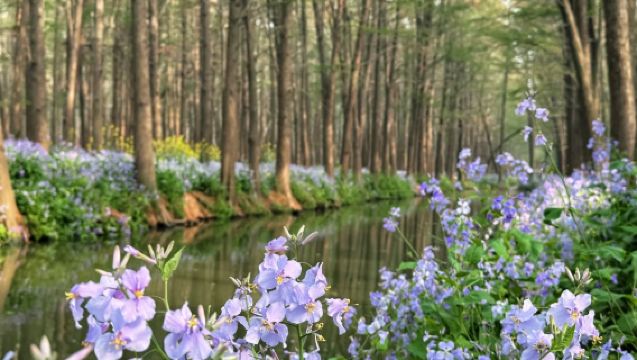 泰州興化千垛景區+李中公園包車遊【揚州出發，水上油菜花】