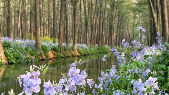 Lawatan sewa peribadi ke Tarikan Pelancongan Qianduo Xinghua Taizhou + Taman Lizhong [Berlepas dari Yangzhou, bunga rapeseed di atas air]