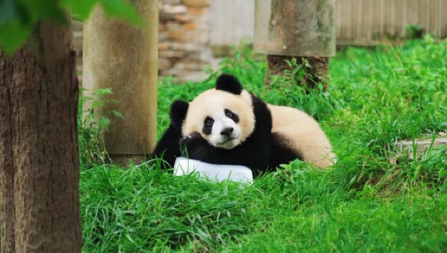 Privater Tagesausflug mit Freiwilligenerlebnis bei den Großen Pandas in Chengdu