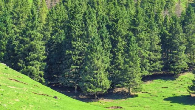 烏魯木齊南山牧場西白楊溝一日遊【純玩無購物】