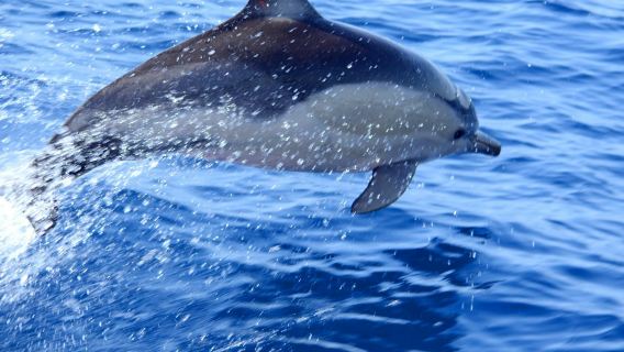 Olhão : Excursion guidée en bateau pour observer les dauphins