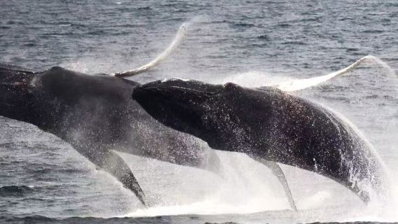 Viaje en catamarán para avistamiento de ballenas en Boston, Estados Unidos