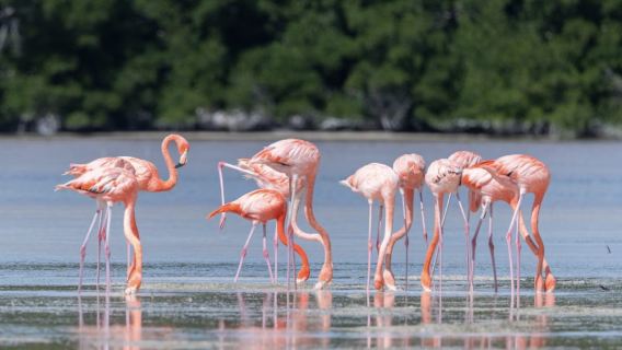 [Cancun Mexico] Kawasan Ekologi Flamingo + Tasik Pink (Tidak Termasuk Tiket Masuk)