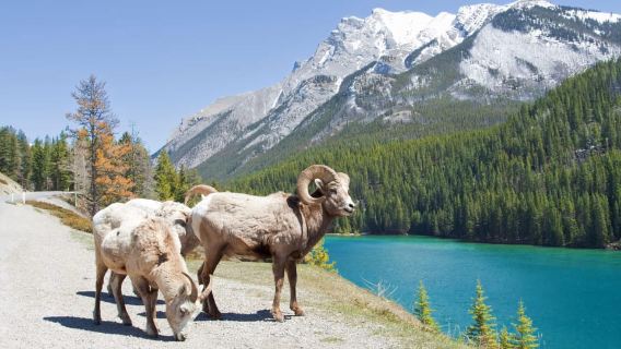 Banff: Lake Louise Canoe Tour & Moraine Lake | Skip-the-Line