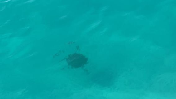 Destin/Ft. Walton: Crab Island & Dolphin Cruise - In Water!