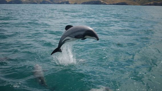 Dolphin Watching Tour