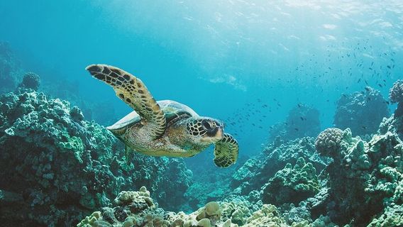 HonoluluExperiences