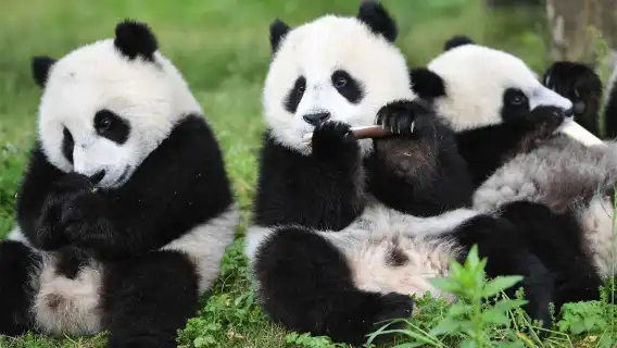 Chengdu Private 1-Day Tour: Panda Base + Sanxingdui/Jinsha Site Museum Choose One