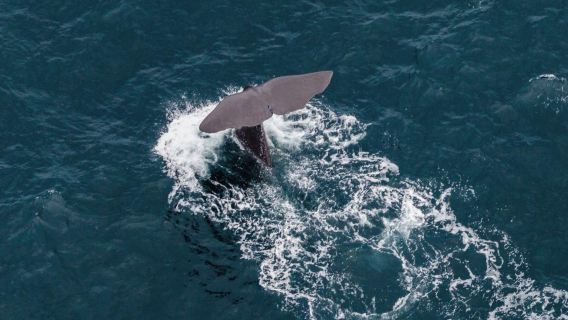 ニュージーランド南島カイコウラ観光飛行機30分間クジラ＆イルカ観賞（空中クジラウォッチング＋複数便）