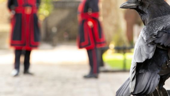 หอคอยแห่งลอนดอน: ทัวร์พร้อมไกด์นำเที่ยวโดยบีฟอีเตอร์