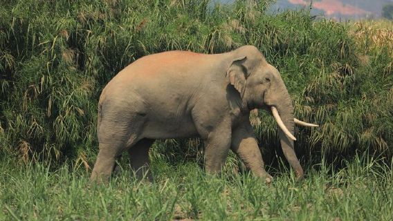 Luang PrabangTours