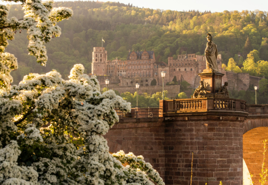 Germany + Heidelberg Castle + Rhine Gorge + Rüdesheim Private Charter Day Trip