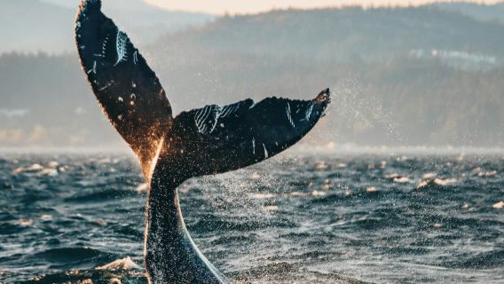 Half Day Whale Watching Tour from Vancouver