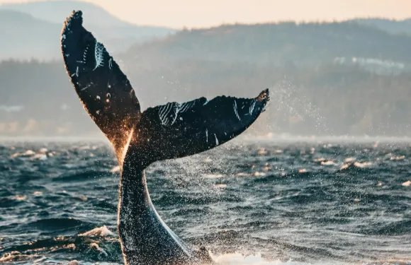 溫哥華半日觀鯨之旅