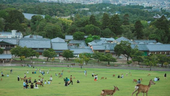 Commander après consultation / Parc de Nara, Tōdai-ji, sanctuaire Kasuga, mont Wakakusa, temple Tōshōdai-ji, temple Kōfuku-ji, aéroport / Transport de point à point / Guide touristique / Service de voiture privée