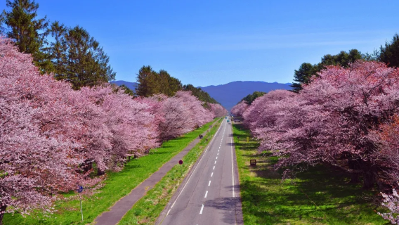Japan Hokkaido Sapporo Hakodate Yunokawa Onsen Day/Night Express bus Electronic Ticket