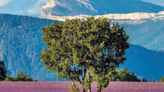 法國普羅旺斯薰衣草+聖十字湖[馬賽來回普通話司導]