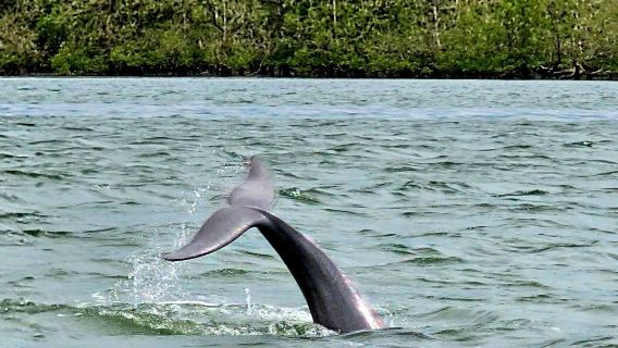 Dolphin Watching Mangrove Cruise in Kuching with Lunch 