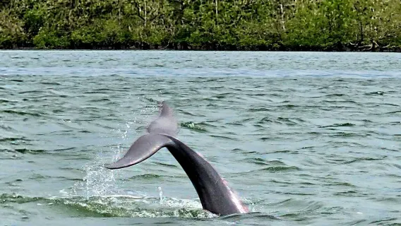 Delfinbeobachtungs-Mangrovenkreuzfahrt in Kuching mit Mittagessen