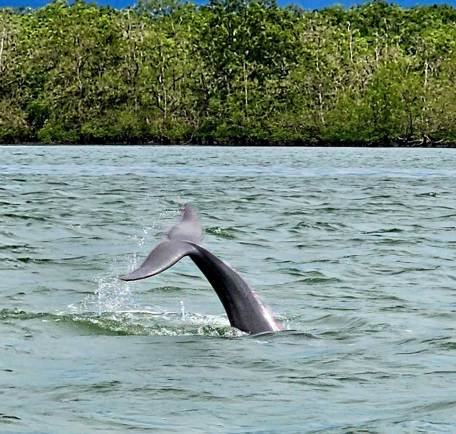 Crociera per osservare i delfini tra le mangrovie a Kuching con pranzo