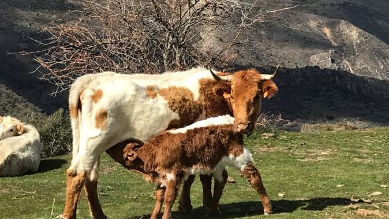 Recorrido en bicicleta eléctrica para grupos pequeños por Sierra Nevada
