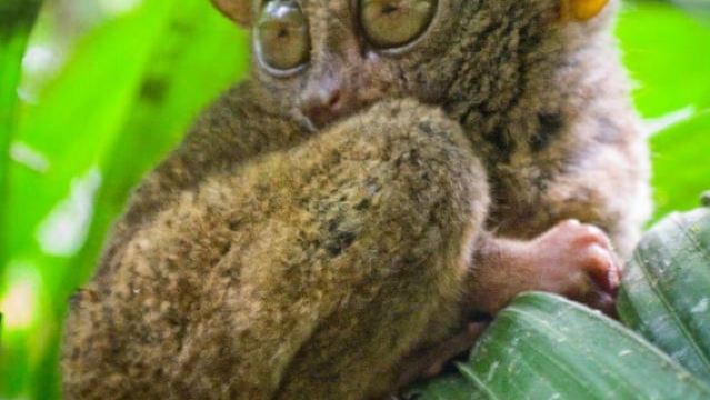 Lawatan Choco Bohol dengan Makan Tengahari Sungai Loboc (Lawatan Berkongsi)