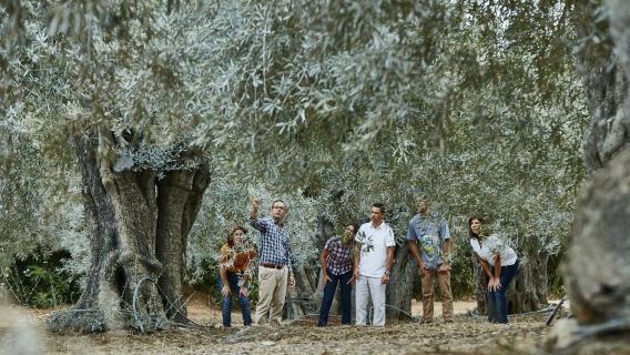 Olive Oil & Picnic Experience