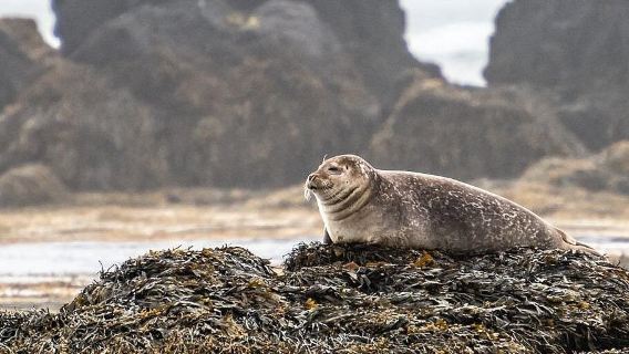 Исландия, Рейкьявик: однодневный круговой тур по полуострову Снайфедльснес (англоязычная группа)