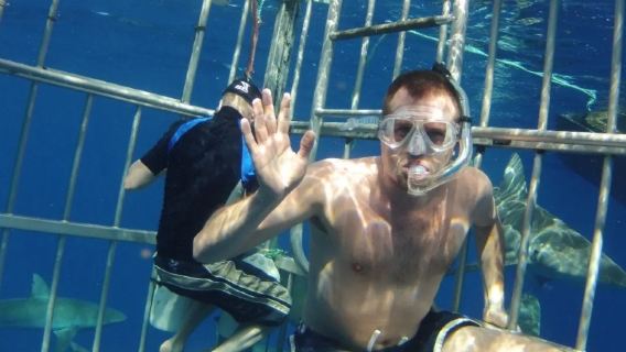 Hawái: Experiencia de buceo en jaula con tiburones en la costa norte de Oahu|Almuerzo opcional|viaje organizado en inglés
