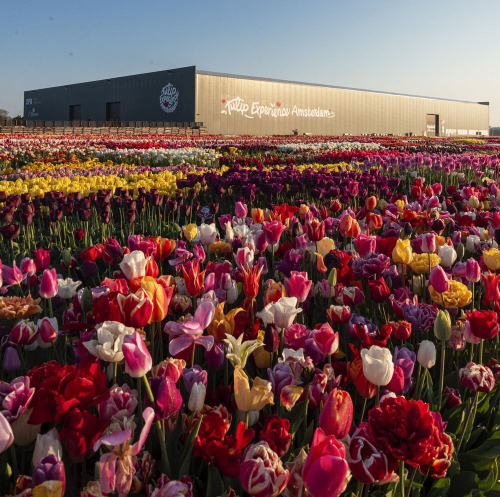 Tulip Museum + Singel Flower Market + Royal Palace Amsterdam + Canal Cruise 1-day Tour