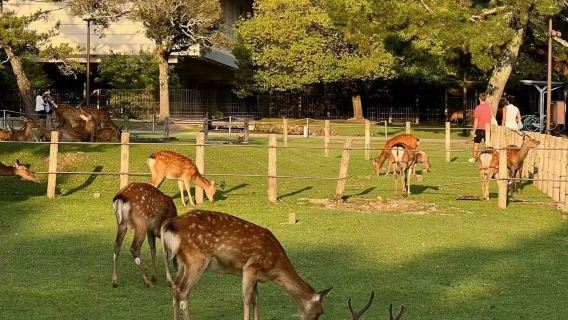 Coccolare i cervi ed esplorare Arashiyama - Tour giornaliero con noleggio con conducente esclusivo alle icone classiche di Nara e Kyoto