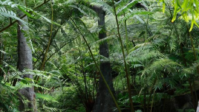 【新加坡一日遊】烏節路+新加坡植物園+新加坡濱海灣花園+聖淘沙