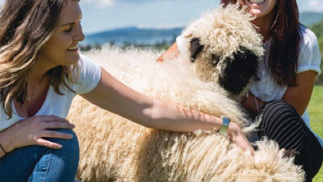 Agrodome Show & Farm Tour - Unique Performance in Rotorua, North Island, New Zealand