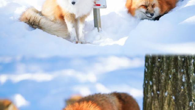 仙台精華漫遊：藏王連峰·銀山溫泉·狐狸村一日暢玩