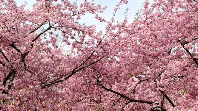 Dari Shanghai: Tur Pribadi Sehari Melihat Bunga di Yuantouzhu Wuxi + Pulau Peri Taihu