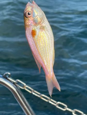 福建廈門五緣灣釣魚艇包船出海海釣體驗/3小時【專業船長教學+免費提供魚竿魚餌+魚獲歸客人所有】